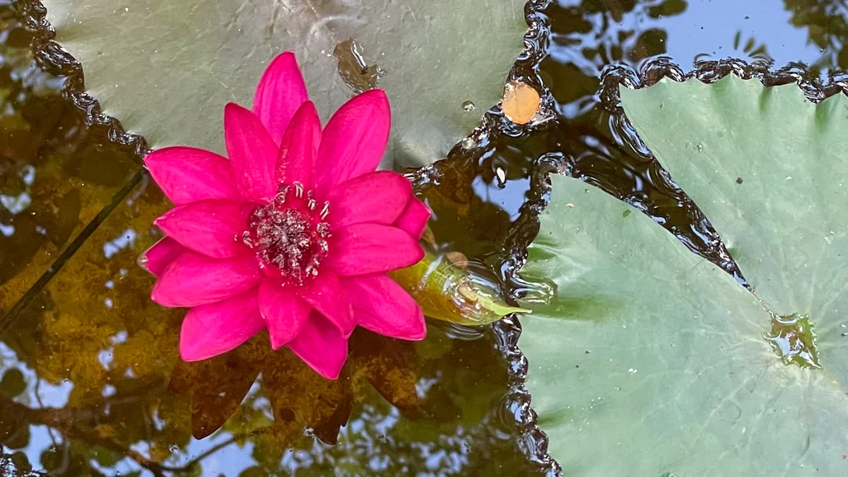 ASHRAM RAMA — photo 3