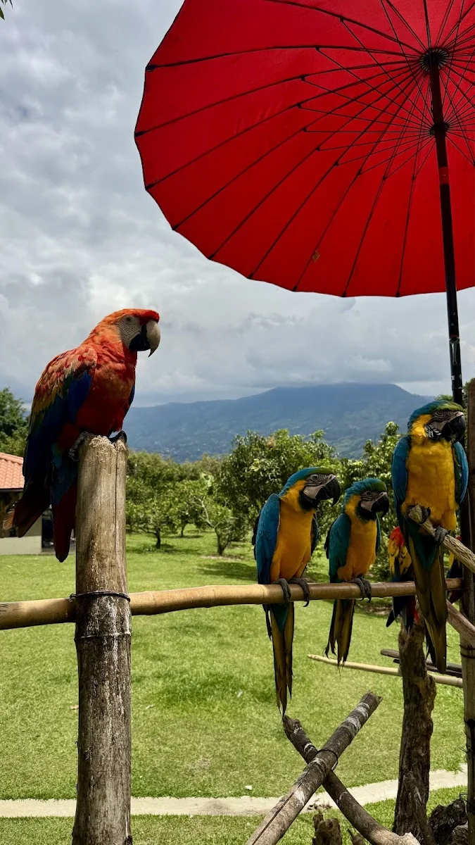 Dharma Medellin - Ayahuasca Retreat — photo 2