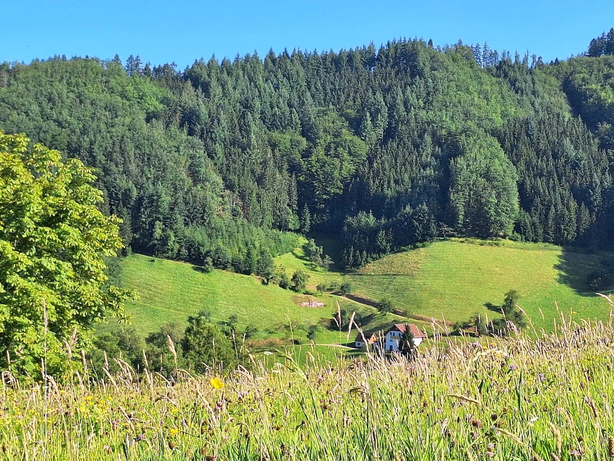 Europäisches Art of Living Zentrum - Yoga, Meditation Retreat Zentrum im Schwarzwald — photo 3