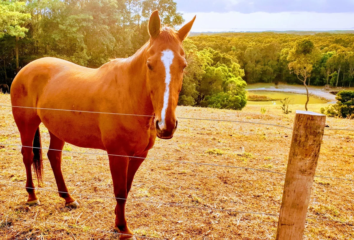 Gondwana Sanctuary