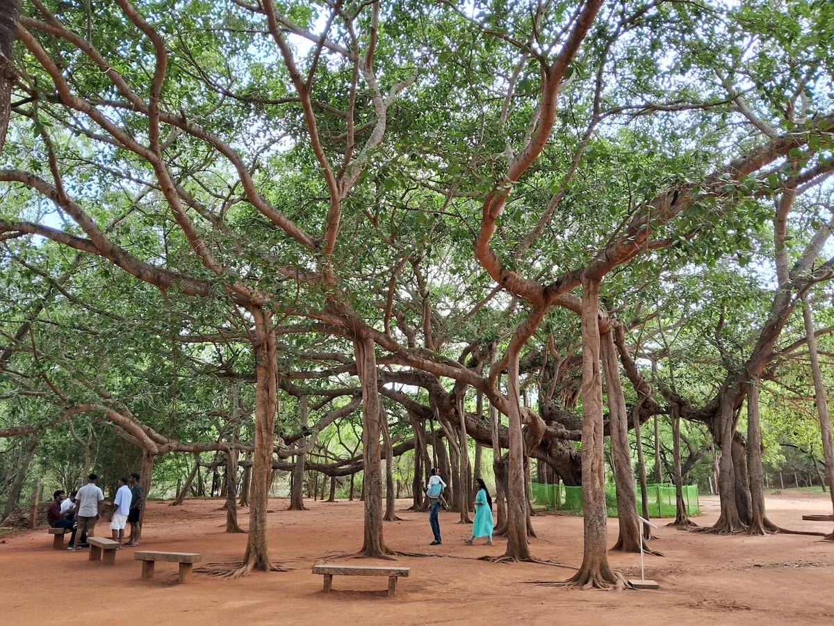 Matrimandir View Point — photo 2